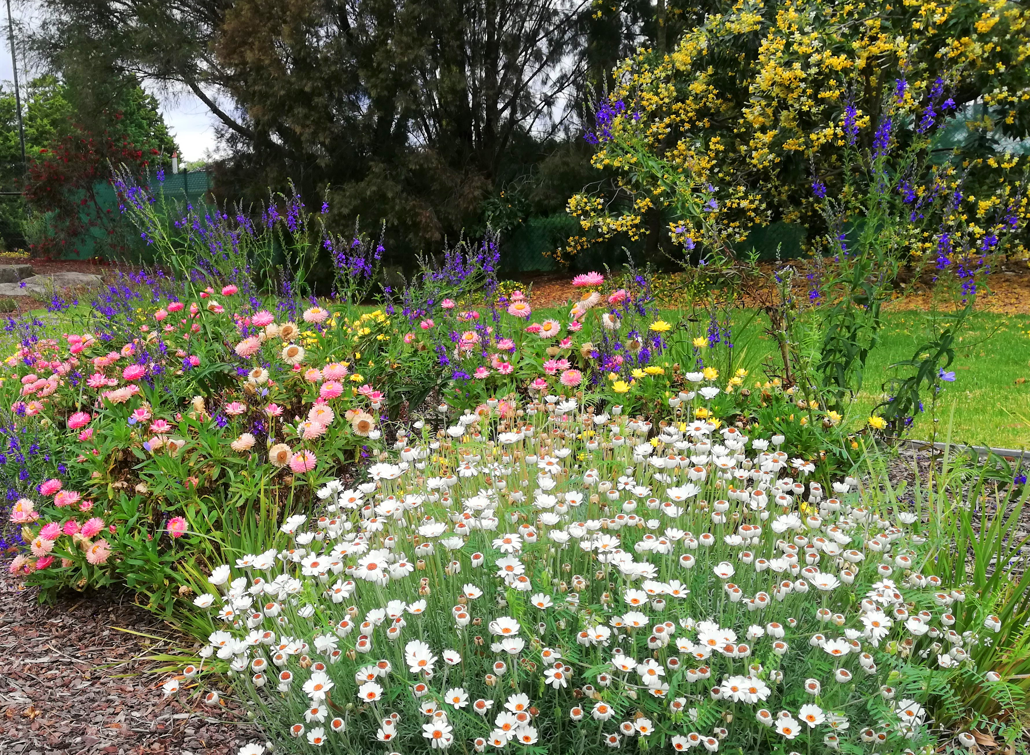 Native Flower Meadow
